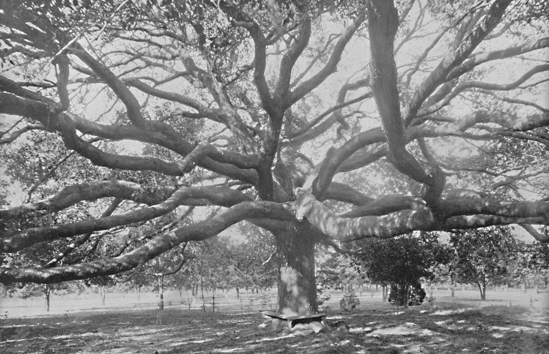 1897: The Treaty Oak